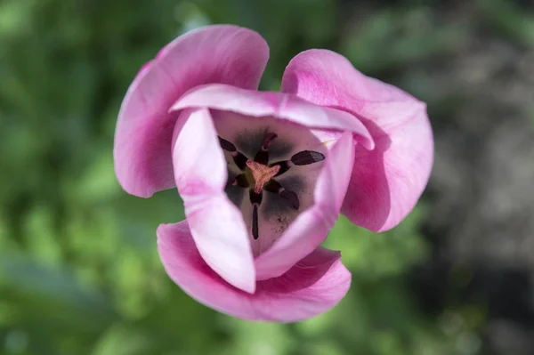 Один Общий Красивый Весенний Розовый Тюльпан Цветении Саду — стоковое фото