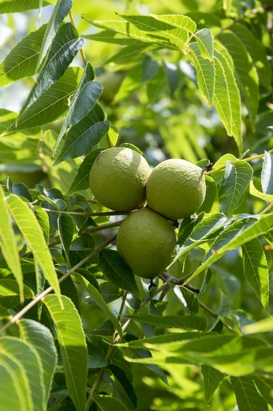 Juglans nigra yeşil dallar unripened fındık