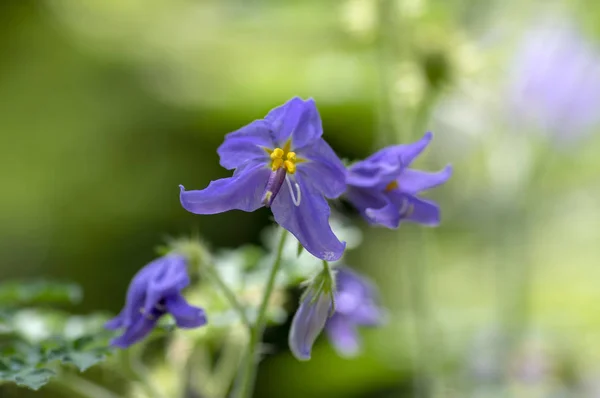 Solanum Citrullifolium Nachtschattenblumen Voller Blüte Blauviolett Blühende Zierpflanze Bei Tageslicht — Stockfoto