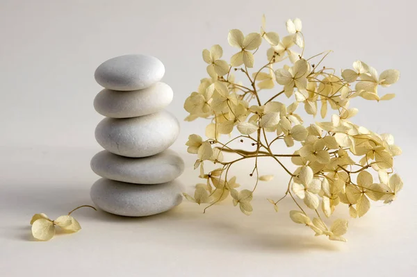 Harmony and balance, cairns, simple poise stones on white background, rock zen sculpture, five white pebbles, single tower, simplicity, dry hydrangea white and red flowers