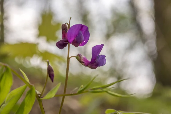 Lathyrus Vernus Rozkwicie Wczesną Wiosną Vechling Kwiat — Zdjęcie stockowe