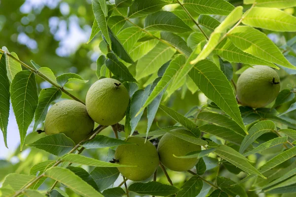 Juglans Nigra Green Unripened Nuts Branches — Stock Photo, Image