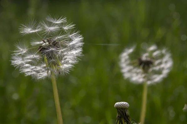 Gros Plan Sur Pissenlit Fané Taraxacum Officinale Graines Volantes — Photo