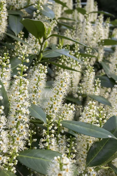 Struik Cherry Laurier Bloom Groep Van Bloemen Bladeren — Stockfoto