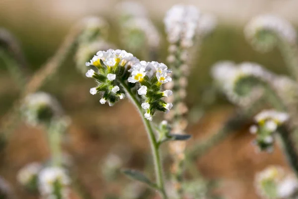 Heliotropium Villosum Heliotropium Hirsutissimum Heliotropes Blom — Stockfoto