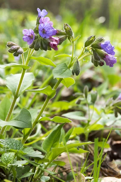 Pulmonaria Officinalis Bloom Early Springtime — Stock Photo, Image