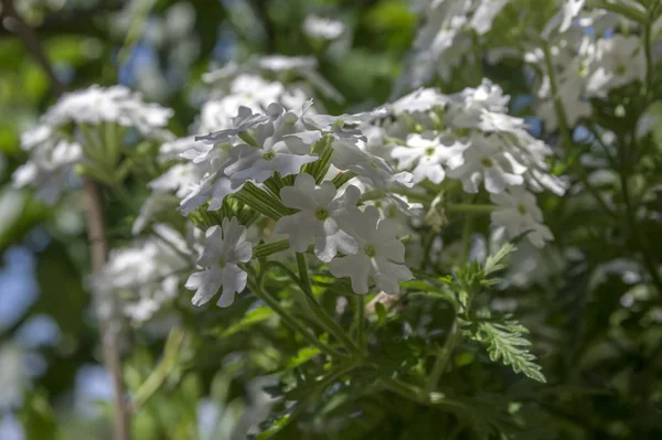Verbena Vepita White Bloom — Stock Photo, Image