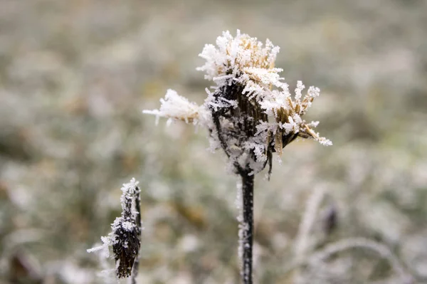 Romantisches Sahnehäubchen Auf Zweigen Winterlicher Frost — Stockfoto