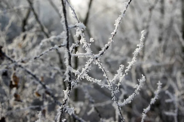 Cerise Romantique Sur Les Branches Gel Hivernal — Photo