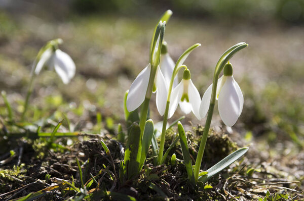 Galanthus nivalis, обыкновенный подснежник в цветении, ранние весенние луковичные цветы в саду
