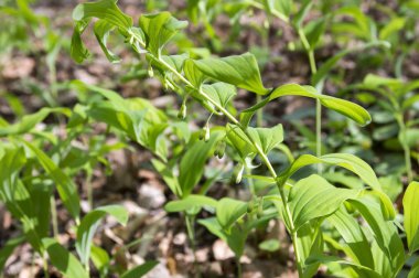 Poligonatum multiflorum orman kır çiçeği yapraklar ve tomurcuklarla çiçek açar.