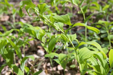 Polygonatum multiflorum forest wildflower in bloom with leaves and buds clipart