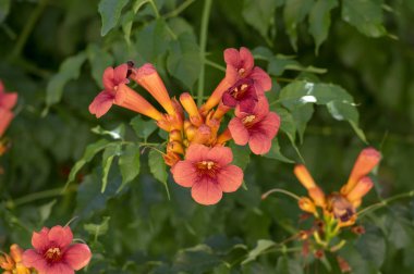 Campsis grandiflora turuncu sarı çiçekli bitki, bloom, yeşil yapraklarında grup çalı çiçek dalları