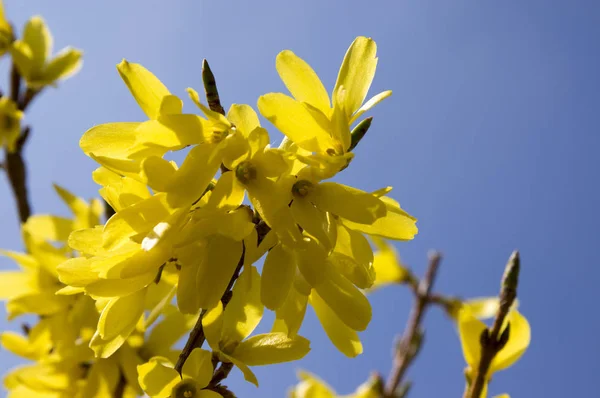 Buisson Printanier Forsythia Fleurs Soleil Contre Ciel Bleu — Photo