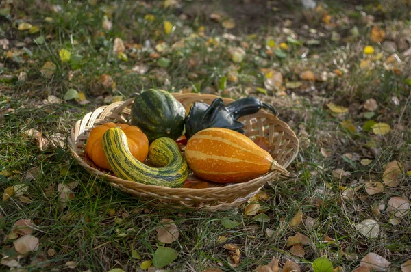 Calabazas Decorativas Otoño Varios Tipos Canasta Mimbre Poco Profunda Sobre — Foto de Stock