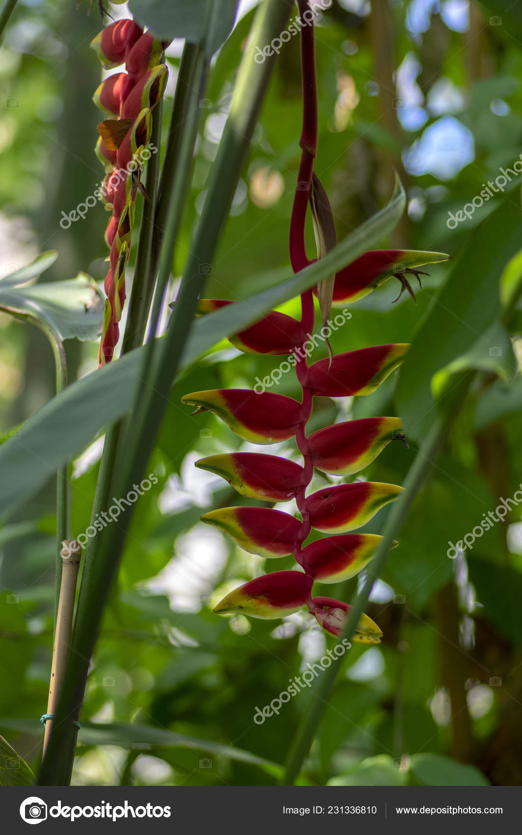Heliconia Rostrata étrange Belle Plante Tropicale Fleurs