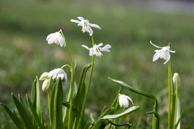 Scilla siberica, erken bahar beyaz çiçek çiçek Bahçe yatakta demet