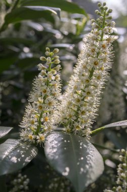 Kiraz ağacı çiçek açmış, çiçekler ve yapraklar