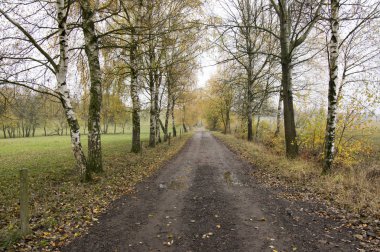 Chotebor sokakta huş sonbahar yağmurlu havalarda kirli yol