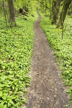 Nemosicka stran, gürgen ormanı - sihirli doğa yer vahşi ayı sarımsak bahar süre boyunca, orta yolu dolu ilginç