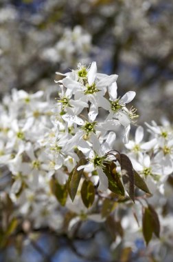 Amelanchier spicata ağacında bloom, hizmet berry beyaz süs çiçek ve tomurcukları