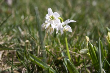 Scilla siberica, erken bahar beyaz çiçek çiçek Bahçe yatakta demet