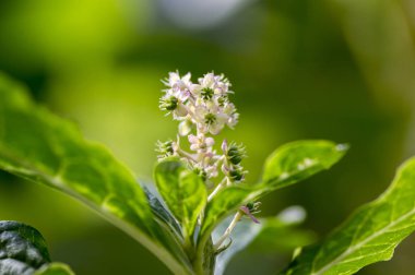 Phytolacca esculenta bloom, beyaz küçük çıtır bir kök üzerinde