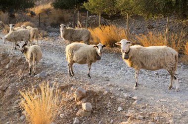 Girit koyun, göz teması, grup beyaz bej hayvan sürüsü