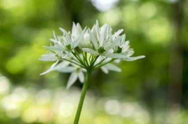 Allium ursinum ayının sarımsak Bloom, büyülü ışık