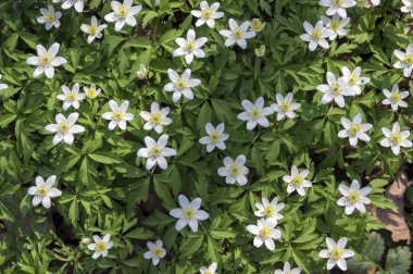 Anemon nemorosa bahar çiçek, ahşap Anemon çiçek çiçek arka plan