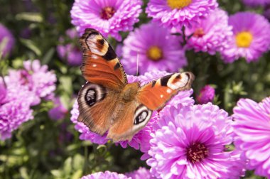 Agglais g/ç kelebek Symphyotrichum novae-angliae Michaelmas'la papatya çiçek çiçek, sonbahar Otsu süs bitki üzerinde