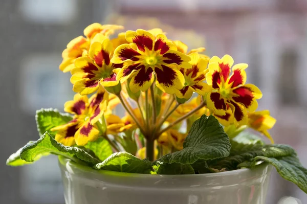 Primula hortensis ornamental flower, bunch of flowers flowering indoors, green leaves, yellow red petals with yellow center