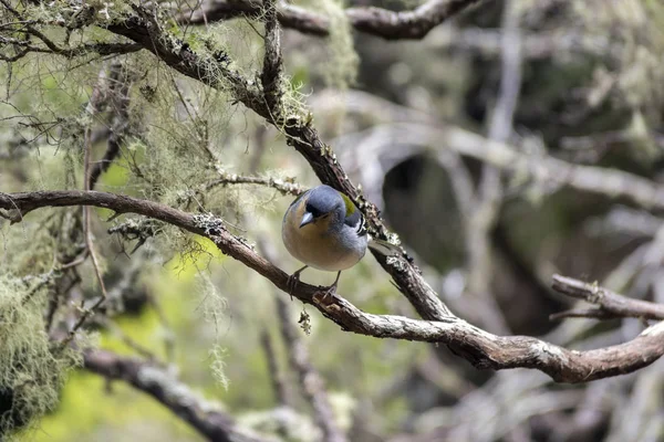 Fringilla Coelebs Maderensis Kleiner Frecher Vogel Farbenfroher Madeiranbuchfink Auf Ästen — Stockfoto
