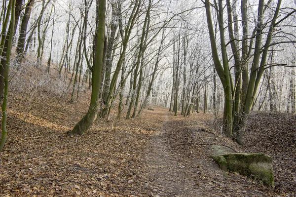 Nemosicka Stran Floresta Chifres Lugar Natureza Mágica Interessante Temperaturas Inverno — Fotografia de Stock