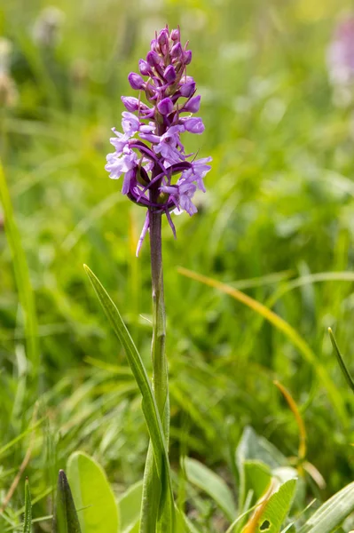 Gymnadenia Conopsea Cerca — Foto de Stock