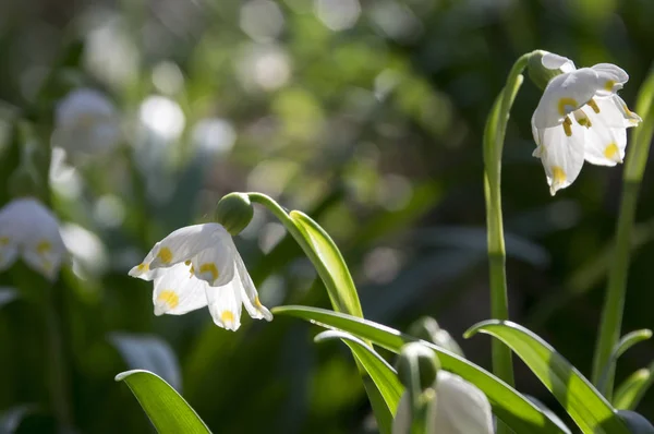 Leucojum Vernum Blumen Frühling Schneeflocken Auf Der Wiese — Stockfoto