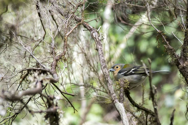 Fringilla Coelebs Maderensis Kleiner Frecher Vogel Farbenfroher Madeiranbuchfink Auf Ästen — Stockfoto