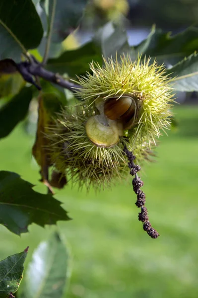 Opened castanea sativa, sweet chestnuts hidden in spiny cupules, tasty brownish nuts marron fruits