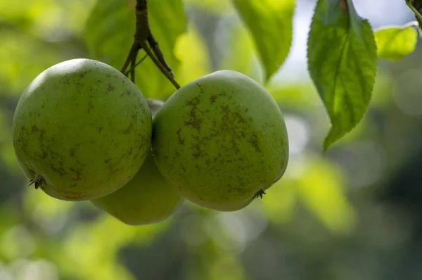 Μήλο Δέντρο Κλαδιά Malus Pumila Ομάδα Της Ωρίμανσης Φρούτα Πράσινα — Φωτογραφία Αρχείου