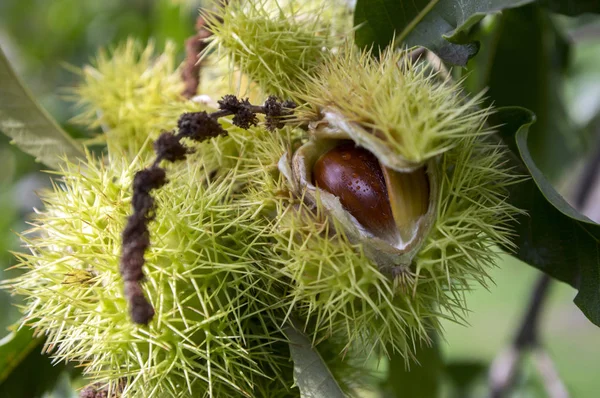 Opened castanea sativa, sweet chestnuts hidden in spiny cupules, tasty brownish nuts marron fruits