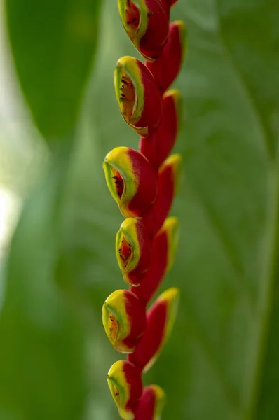 Heliconia Rostrata Παράξενα Όμορφο Τροπικό Φυτό Άνθιση Ανθοφόρα Λουλούδια Κόκκινα — Φωτογραφία Αρχείου