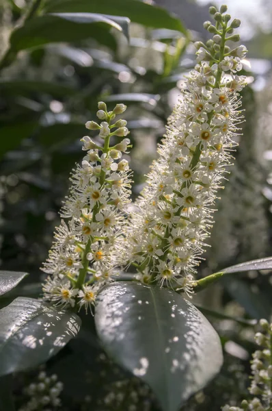 Kiraz ağacı çiçek açmış, çiçekler ve yapraklar