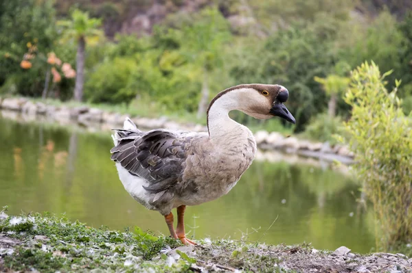 Cygnopsis Cygnoides Ομάδα Των Κινεζικών Χήνες — Φωτογραφία Αρχείου