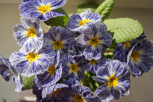 Hortensis Azul Amarelo Primula Potenciômetro Branco Primoses Flores Adiantadas Mola — Fotografia de Stock