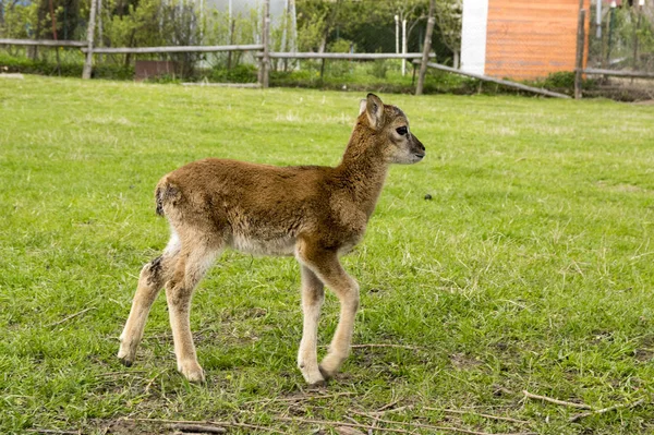 Ung Europæisk Mouflon Dyr - Stock-foto