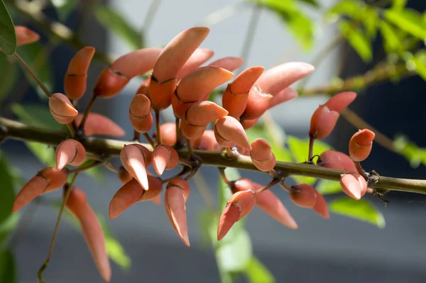 Erythrina Crista Galli Díszítő Vörös Virág Virágzik Csoportja — Stock Fotó