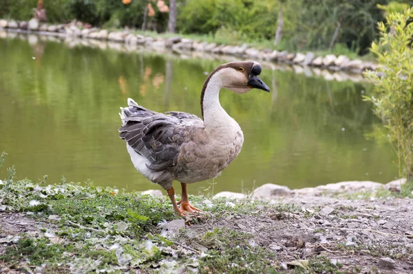 Cygnopsis Cygnoides Group Chinese Geese — Stock Photo, Image