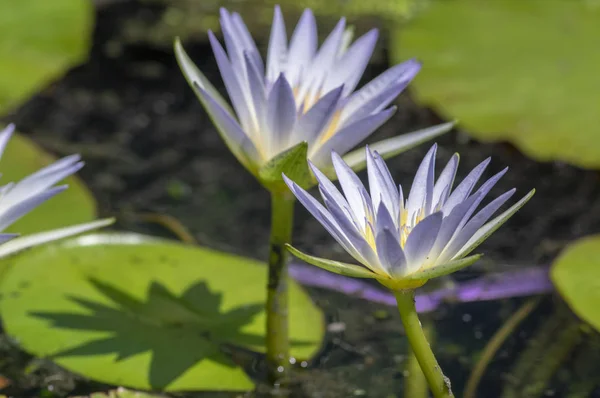 Nymphaea Caerulea Savigny Воды Растения Лилии Цвету Красивые Цветущие Цветы — стоковое фото