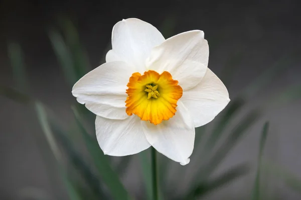 Einzelne Weiße Und Orangefarbene Narzisse Poeticus Zierblume Frühlingsgarten — Stockfoto