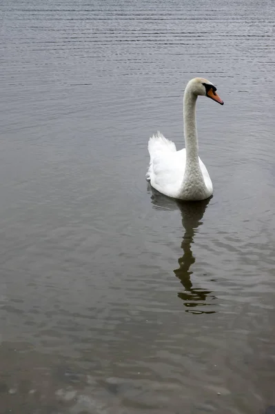 Adulto Cisne Crianças Água Dia Chuvoso Lagoa — Fotografia de Stock